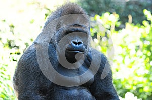 Strong Adult Black Gorilla