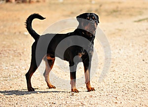 A strong rottweiler dog in the field