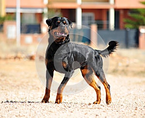 A strong rottweiler dog in the field