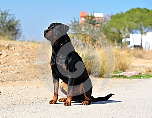 A strong rottweiler dog in the field