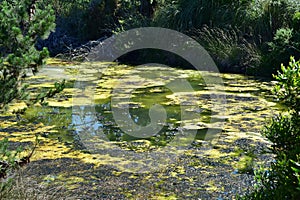 Algal bloom on pond surface