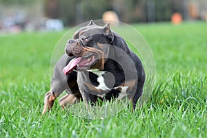 A strong american bully dog