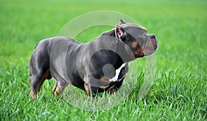 A strong american bully dog