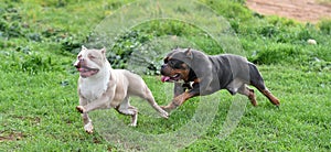 A strong american bully dog