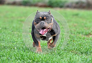 A strong american bully dog