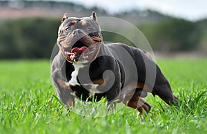 A strong american bully dog