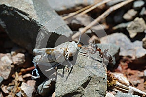 Strong Ant Pulling an Dead Grasshopper across a Stone
