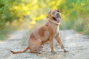 Strong and beautiful American staffordshire terrier portrait