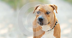 Strong and beautiful American staffordshire terrier portrait