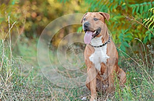 Strong and beautiful American staffordshire terrier portrait