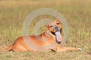 Strong and beautiful American staffordshire terrier portrait