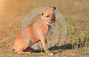 Strong and beautiful American staffordshire terrier portrait
