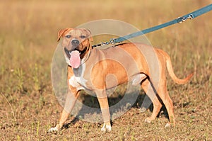 Strong and beautiful American staffordshire terrier portrait