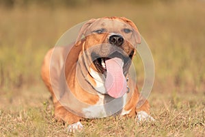 Strong and beautiful American staffordshire terrier portrait