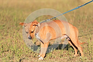 Strong and beautiful American staffordshire terrier portrait