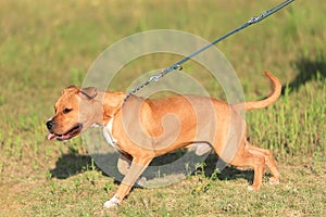 Strong and beautiful American staffordshire terrier portrait