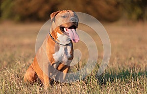 Strong and beautiful American staffordshire terrier portrait