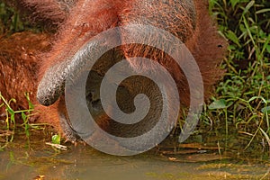 Strong and big male orangutan drink