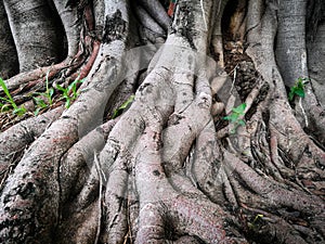 Strong big roots of old tree