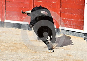 A strong black bull running on spanish bullring