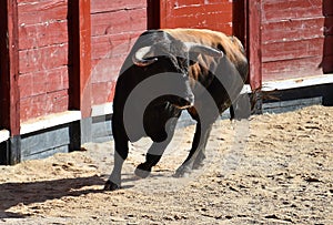 A strong black bull running on spanish bullring