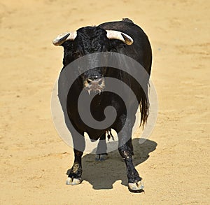 A strong black bull running on spanish bullring