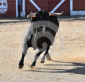 Strong black Bull in the spanish bullring with big horns
