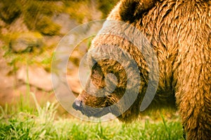 A strong, brown bear is sniffling and snooping in the grass, looking like a teddy