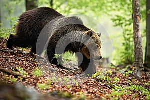 Strong brown bear walking in forest in summer nature, Slovakia, Europe.