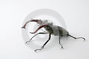 Strong Bug Lucanus Cervus