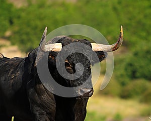 A strong bull with big horns