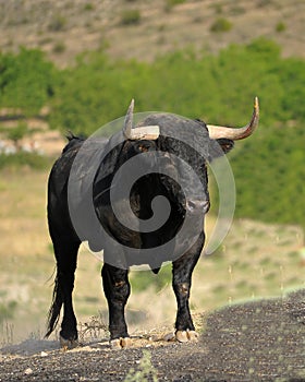 A strong bull with big horns