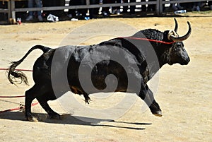 A strong bull with big horns