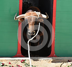 A strong bull with big horns