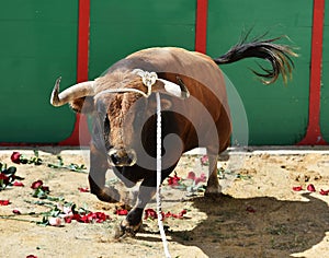 A strong bull with big horns