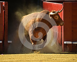 Strong bull in the bullring with big horns