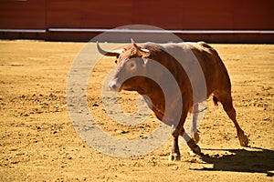 Strong bull in the bullring with big horns
