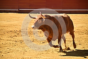 Strong bull in the bullring with big horns