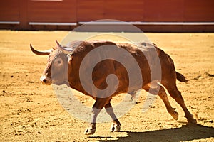 Strong bull in the bullring with big horns