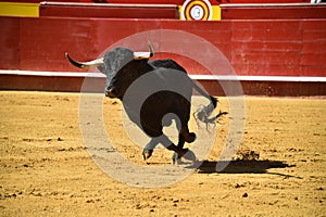 Strong bull in the bullring with big horns