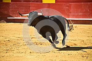 Strong bull in the bullring with big horns