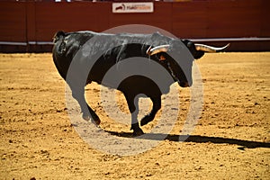 Strong bull in the bullring with big horns