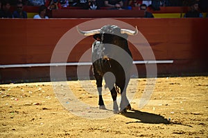 Strong bull in the bullring with big horns