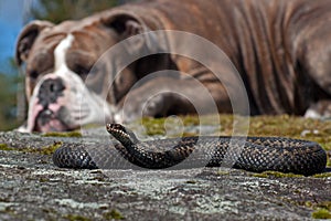 A strong Bulldog resting next to one a dangerous  Vipera berus