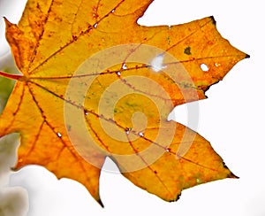 A strong coloured maple leaf in the sun of autumn