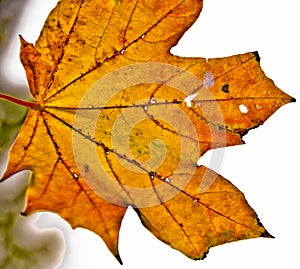 A strong coloured maple leaf in the sun of autumn