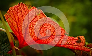 A strong coloured maple leaf in the sun of autumn