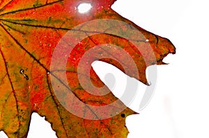 A strong coloured maple leaf in the sun of autumn