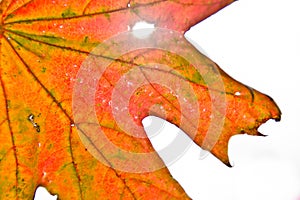 A strong coloured maple leaf in the sun of autumn