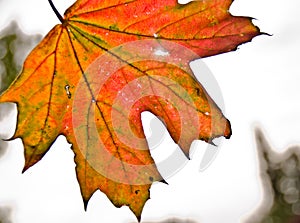 A strong coloured maple leaf in the sun of autumn